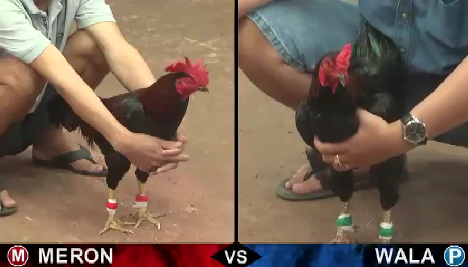 Cách chơi đá gà ăn tiền Campuchia trực tuyến