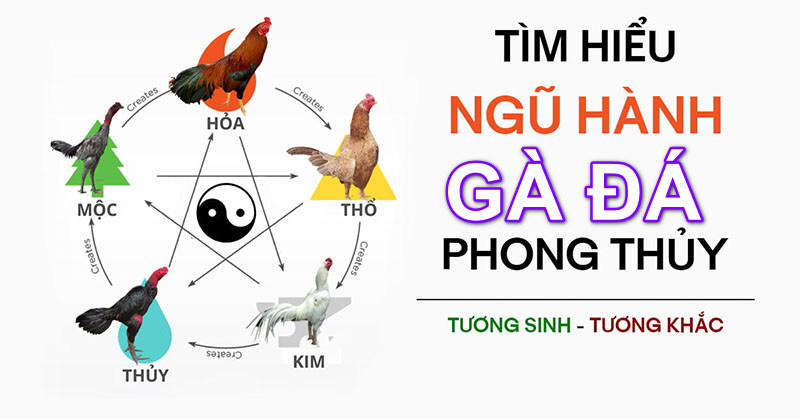 Màu mạng gà đá có các loại nào?